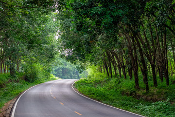 Road Through Rubber Forest