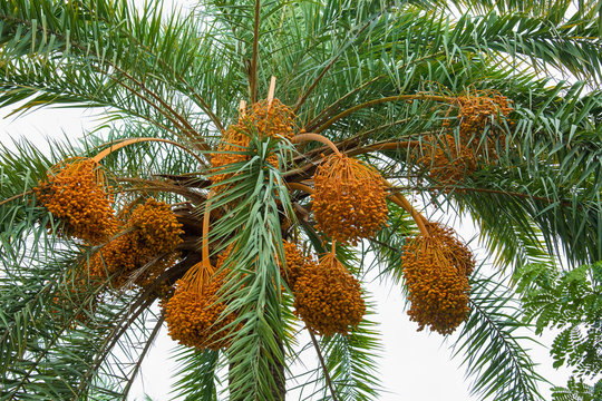 Raw bunch of date palm hanging on the tree.