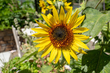 Obraz premium Sonnenblume auf der griechischen Insel Naxos