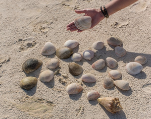  Beautiful Seashells on the sand