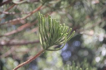 pine branch