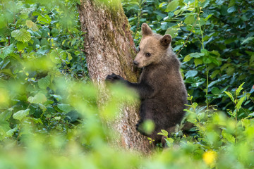 Young brown bear climbing on the apple tree. Carpathian mountains. Poland