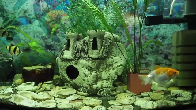 Fsh and plant life in a large aquarium