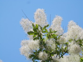 花が咲いているスモークツリー(宮城県)