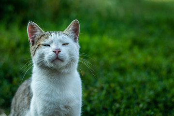 Cat in the grass in the summer garden. Portrait of a cat.