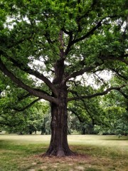 Obraz premium Old oak tree in the park