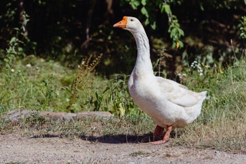 Adult goose with a red beak watches the environment in its pasture