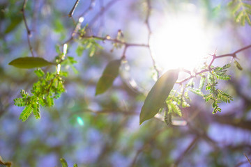 nature light
