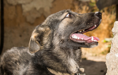 Dog puppy large size brown color with open mouth for design