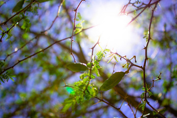 nature light