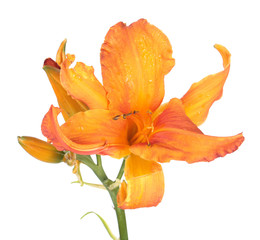 Fototapeta na wymiar Daylily (Hemerocallis) bright orange flower close-up isolated on white background