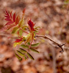 leaf, tree, autumn, leaves, nature, branch, red, plant, maple, fall, green, spring, yellow, flower, garden, season, foliage, orange, color, natural, forest, macro, japanese, summer, bright