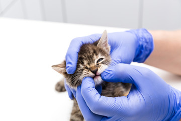 A veterinarian checks a cat's mouth and teeth at a vet clinic isolated on white background.