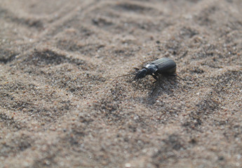 insect, beetle, bug, macro, nature, black, animal, sand, wildlife, close-up, small, beach, crab, fly, antenna, closeup, green, dung, wild, detail