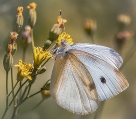 Kohlweißling auf gelben Blüten