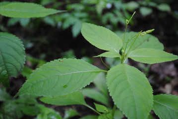 green leaf with water drops