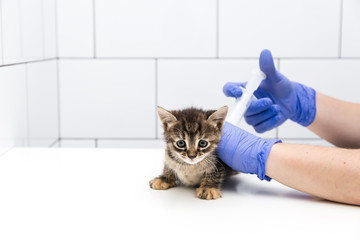 Checkup and treatment of a striped kitten by a doctor at a vet clinic isolated on white background, vaccination of pets.