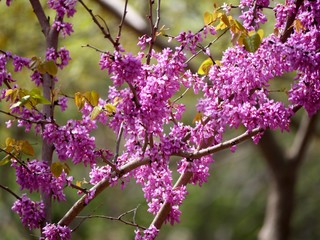 Bouquets of California redbud flowering shrubs in a tree