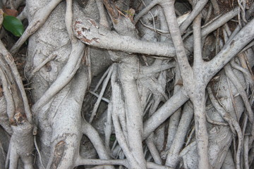 tree stems