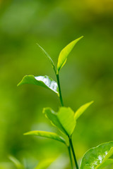 Tea leaves in Fresh Garden.