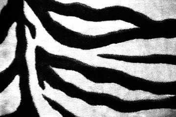Fototapeta na wymiar background texture coloring zebra skin