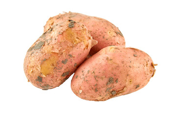 Fresh red potatoes isolated on white background. Background of organic food.