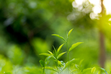 Tea leaves in Fresh Garden.