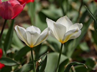 Close up side view of two white tulips in bloom, soft background