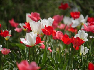 Red and white tulips in bloom, soft background