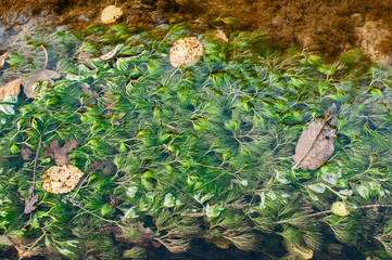 Submerged freshwater algae plant blooming in small river closeup as natural background