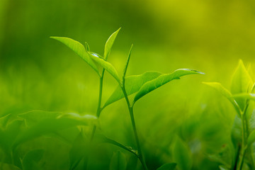 Tea leaves in Fresh Garden.