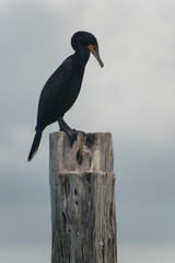 Group of Cormorant , Natural Habitat concept. Holbox, Mexico
