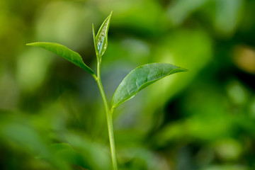 Tea leaves in Fresh Garden.