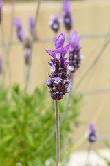 lavender flower