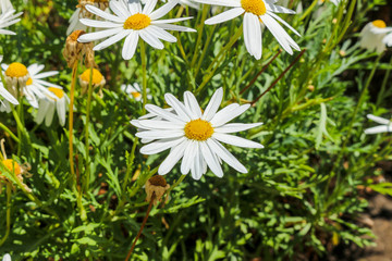 daisies in the grass