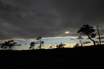 Silhouette of trees