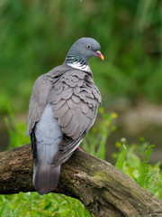 Wood pigeon, Columba palumbus