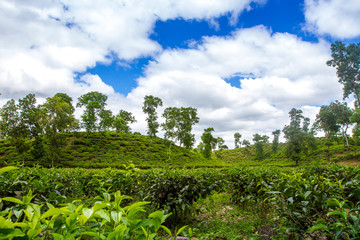 Fototapeta na wymiar Tea resort field landscape in Moulovibazar, Bangladesh.