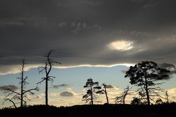 Silhouette of trees