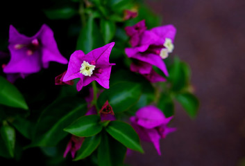 Fototapeta na wymiar Purple bougainvillea flowers on dark green background.
