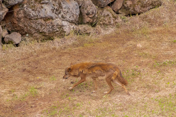an Iberian wolf resting and walking through its enclosure full of green grass