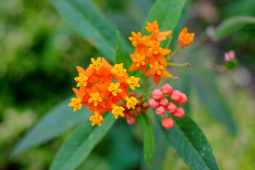 Orange and red delicate adorable perfect small flowers, summer in the garden.