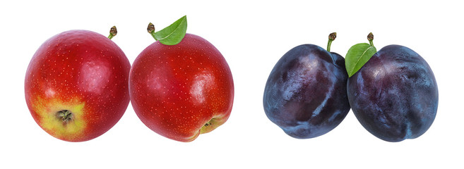Apple and plum on a white background