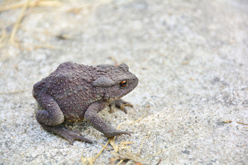Common toad or European toad (Bufo bufo) in nature. Close-up view, selective focus, blurred background.