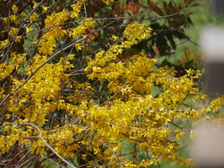 Branches covered with bright yellow leaves in a park