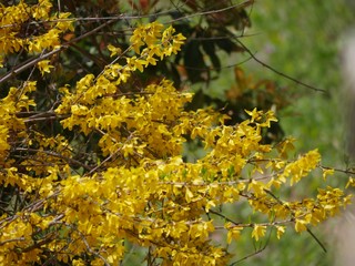 Close up of branches covered with bright yellow leaves in a park
