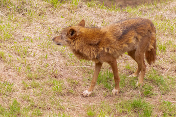 an Iberian wolf resting and walking through its enclosure full of green grass