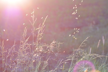 Grasses at sunset with flying insects in backlight