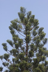 Pine tree