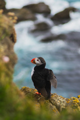 Detailed view of Arctic or Atlantic puffin wild bird sitting on Latrabjarg Cliff, Westfjords, Iceland. Blue ocean water on background. 